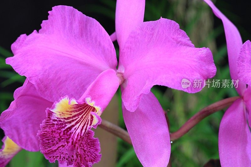 Cattleya Lueddemanniana黑